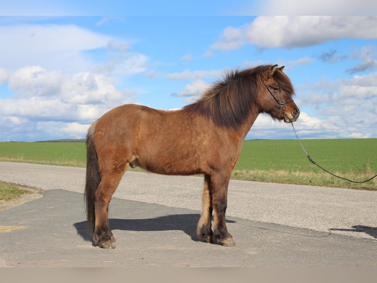 Icelandic Horse Gelding 7 years 13,2 hh Dun in Dietenhofen