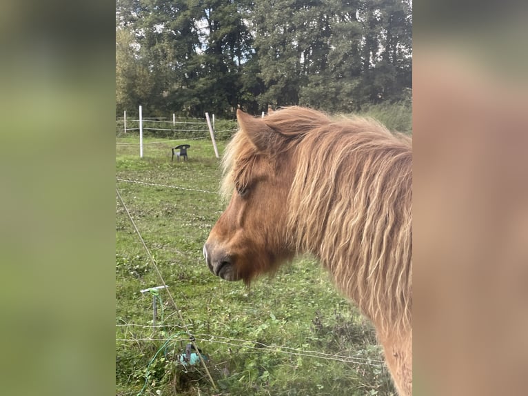 Icelandic Horse Gelding 7 years 13,2 hh Dun in Oberotterbach