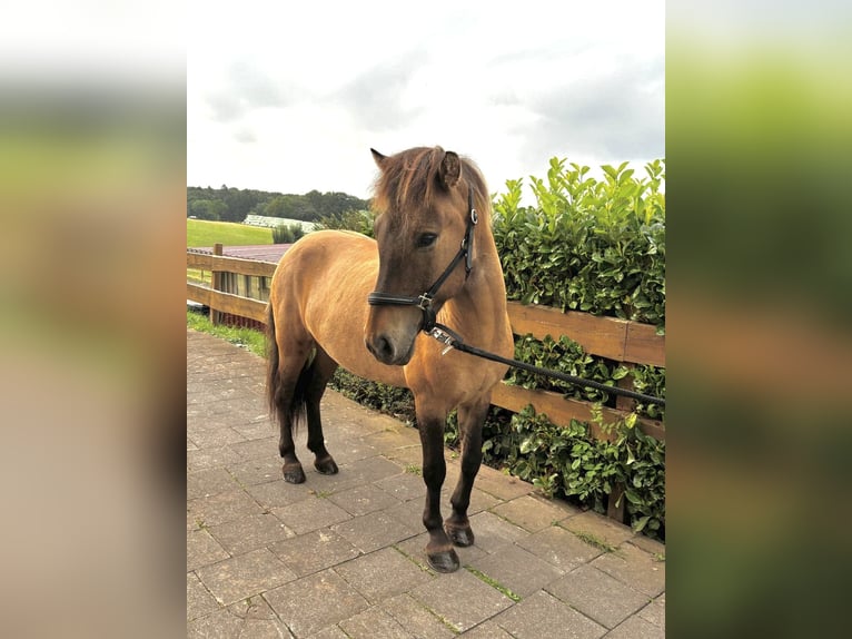 Icelandic Horse Gelding 7 years 13,2 hh Dun in Nettersheim