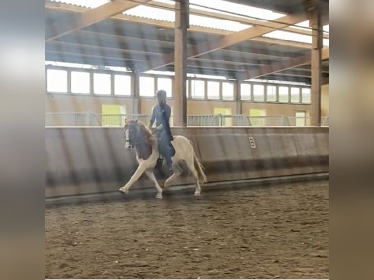 Icelandic Horse Gelding 7 years 13,2 hh Pinto in Zweibrücken