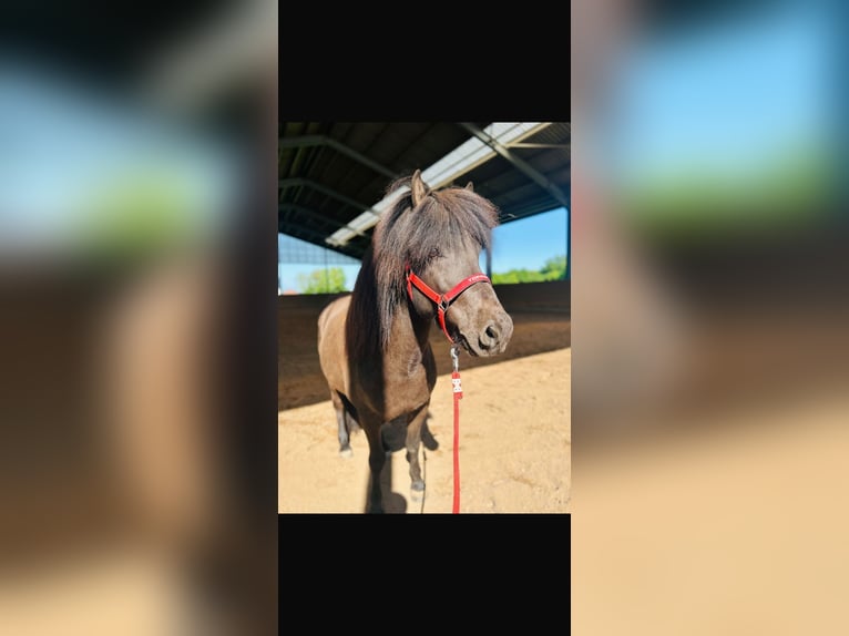 Icelandic Horse Gelding 7 years 13.3 hh Black in Meckenheim