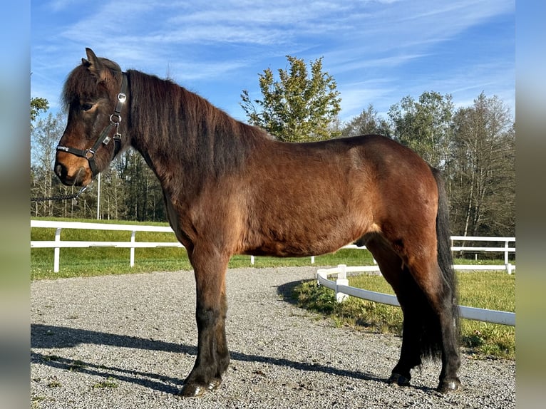 Icelandic Horse Gelding 7 years 13,3 hh Brown in Schechen