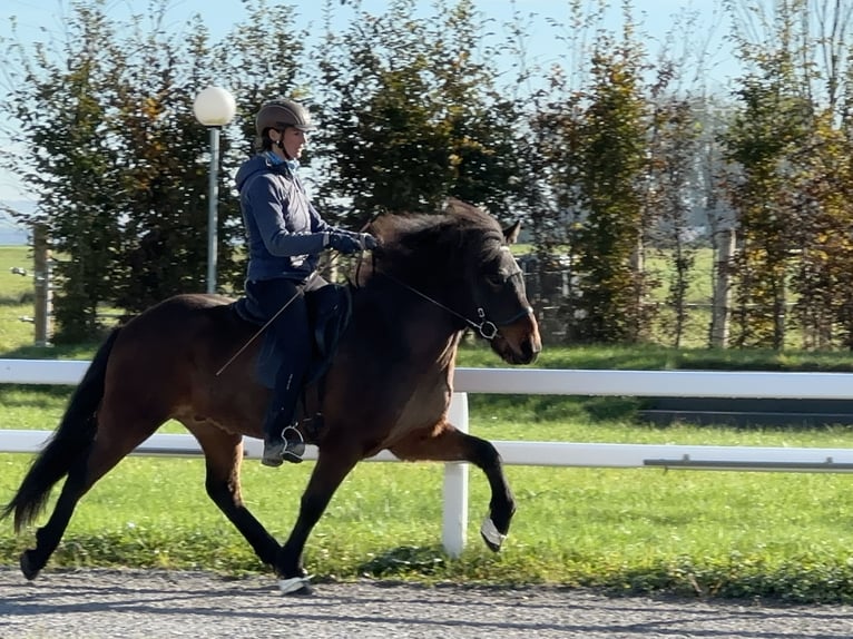 Icelandic Horse Gelding 7 years 13,3 hh Brown in Schechen