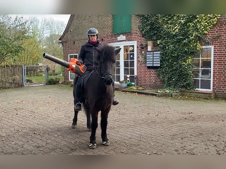 Icelandic Horse Gelding 7 years 13,3 hh Brown in Schneverdingen