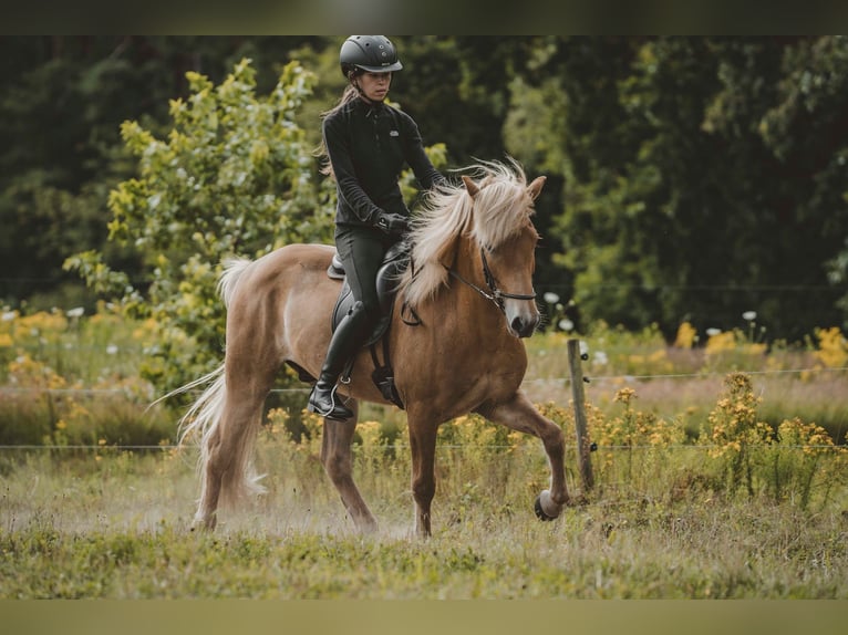 Icelandic Horse Gelding 7 years 13,3 hh Chestnut-Red in Buchholz in der Nordheide