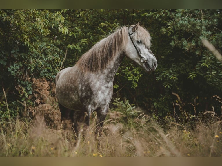 Icelandic Horse Gelding 7 years 13,3 hh Gray in Buchholz in der Nordheide