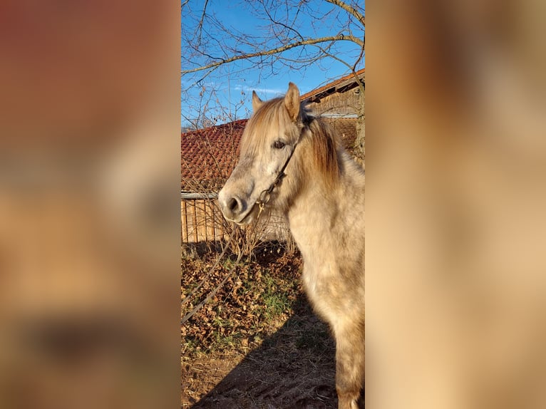 Icelandic Horse Gelding 7 years 13,3 hh Gray in Spalt