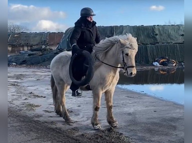 Icelandic Horse Gelding 7 years 13,3 hh Palomino in Schneverdingen