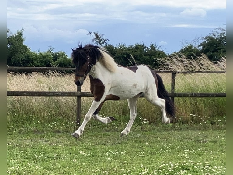 Icelandic Horse Gelding 7 years 13.3 hh Pinto in Bücken