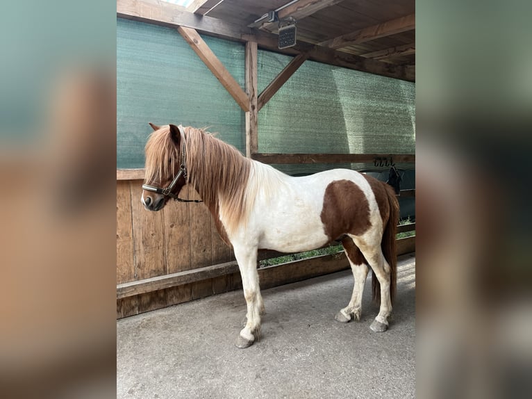 Icelandic Horse Gelding 7 years 13.3 hh Pinto in Sattelbach