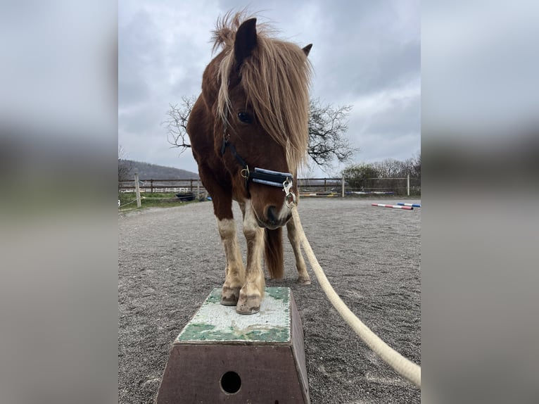 Icelandic Horse Gelding 7 years 13.3 hh Pinto in Sattelbach