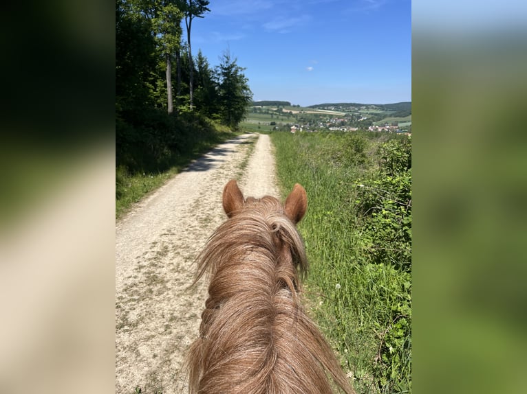 Icelandic Horse Gelding 7 years 13.3 hh Pinto in Sattelbach