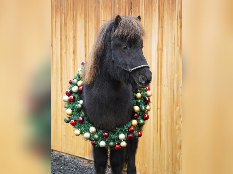 Icelandic Horse Gelding 7 years 13 hh Black in Euskirchen