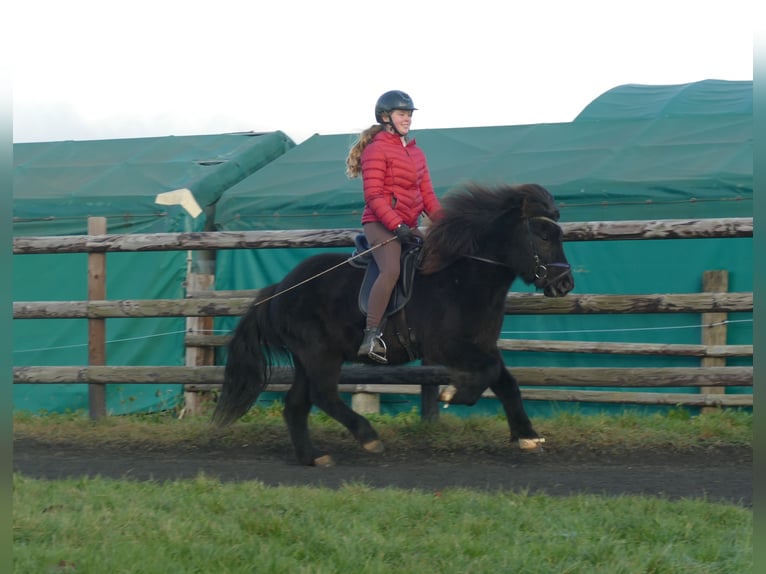 Icelandic Horse Gelding 7 years 13 hh Black in Euskirchen