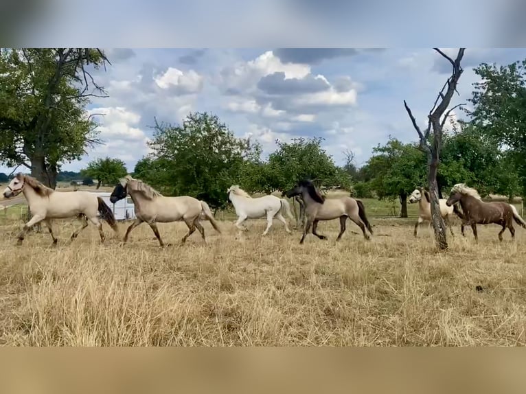 Icelandic Horse Gelding 7 years 13,1 hh Buckskin in Liederbach am Taunus