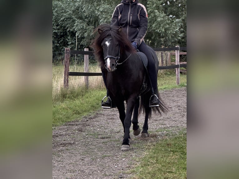 Icelandic Horse Gelding 7 years 13,2 hh Black in L&#xFC;dinghausen