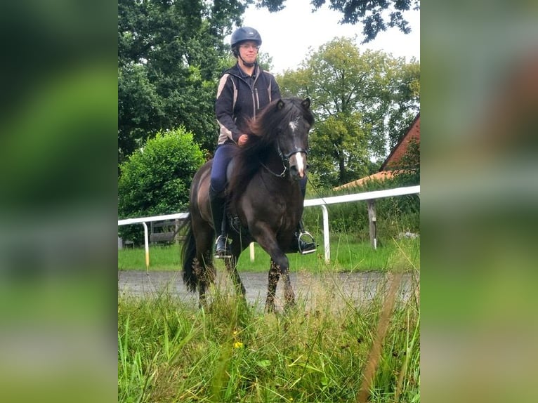 Icelandic Horse Gelding 7 years 13,2 hh Black in L&#xFC;dinghausen
