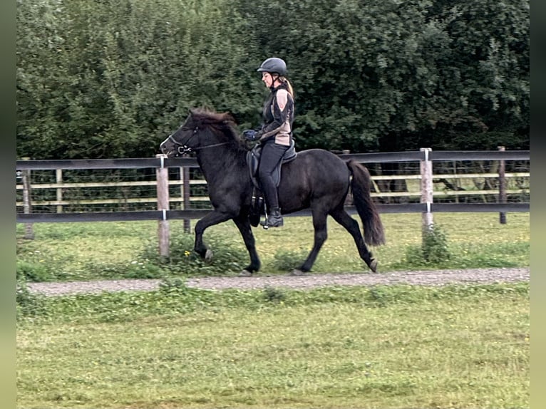 Icelandic Horse Gelding 7 years 13,2 hh Black in L&#xFC;dinghausen