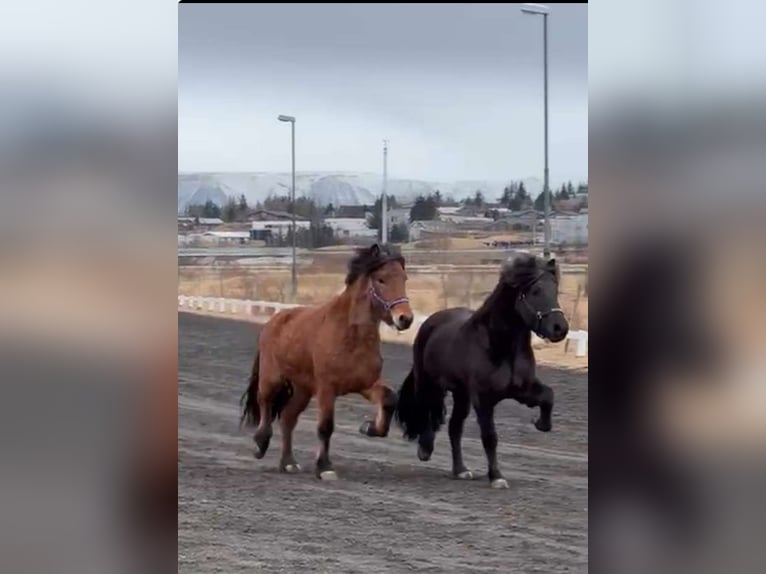 Icelandic Horse Gelding 7 years 13,2 hh Brown in Selfossi