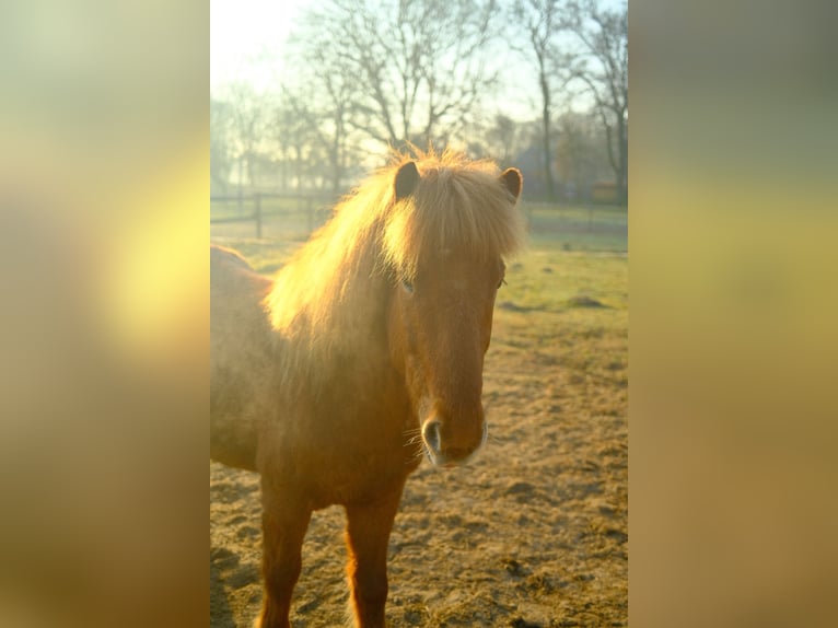 Icelandic Horse Gelding 7 years 13,2 hh Chestnut-Red in Martfeld