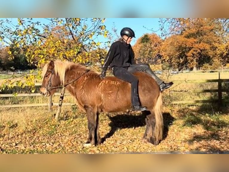 Icelandic Horse Gelding 7 years 13,2 hh in Schneverdingen