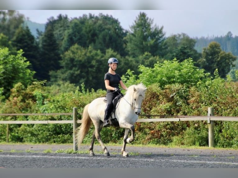 Icelandic Horse Gelding 7 years 13,2 hh Grey in Bad Honnef