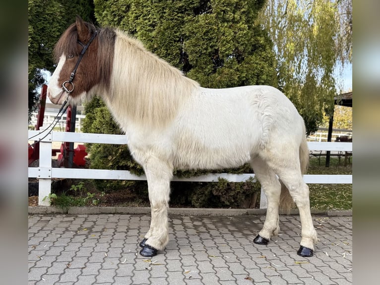 Icelandic Horse Gelding 7 years 13,2 hh Pinto in Lochen am See