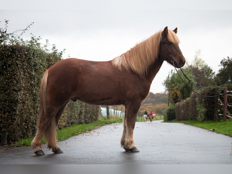 Icelandic Horse Gelding 7 years 13,3 hh Chestnut-Red in Wuppertal