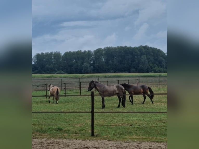 Icelandic Horse Gelding 7 years 13,3 hh Dun in Waldfeucht