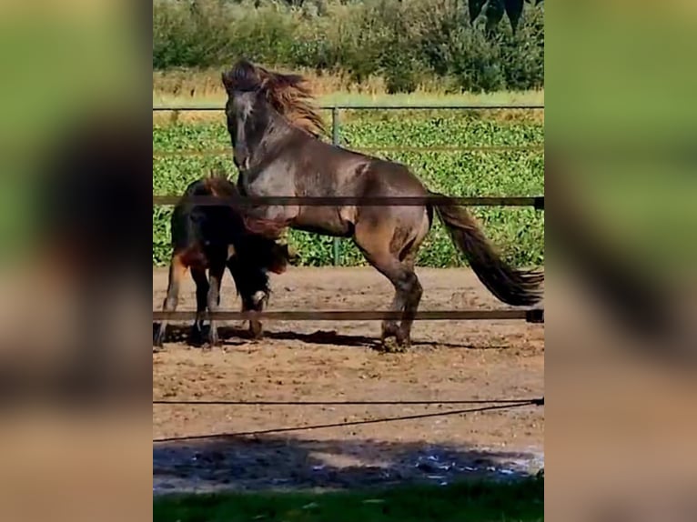 Icelandic Horse Gelding 7 years 13,3 hh Dun in Waldfeucht