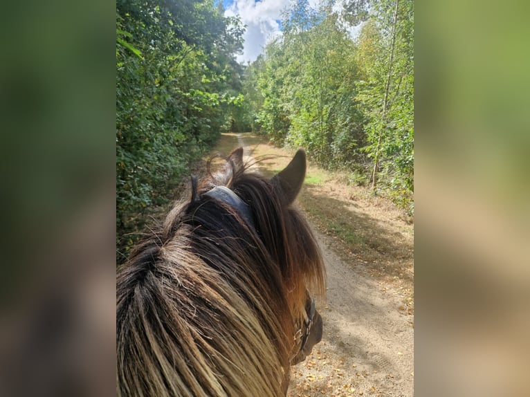Icelandic Horse Gelding 7 years 13,3 hh Dun in Waldfeucht
