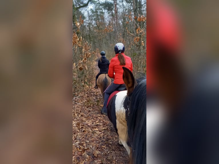 Icelandic Horse Gelding 7 years 13,3 hh Dun in Waldfeucht