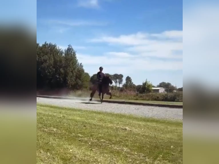 Icelandic Horse Gelding 7 years 13,3 hh Dun in Waldfeucht