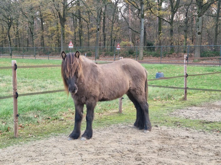 Icelandic Horse Gelding 7 years 13,3 hh Dun in Waldfeucht