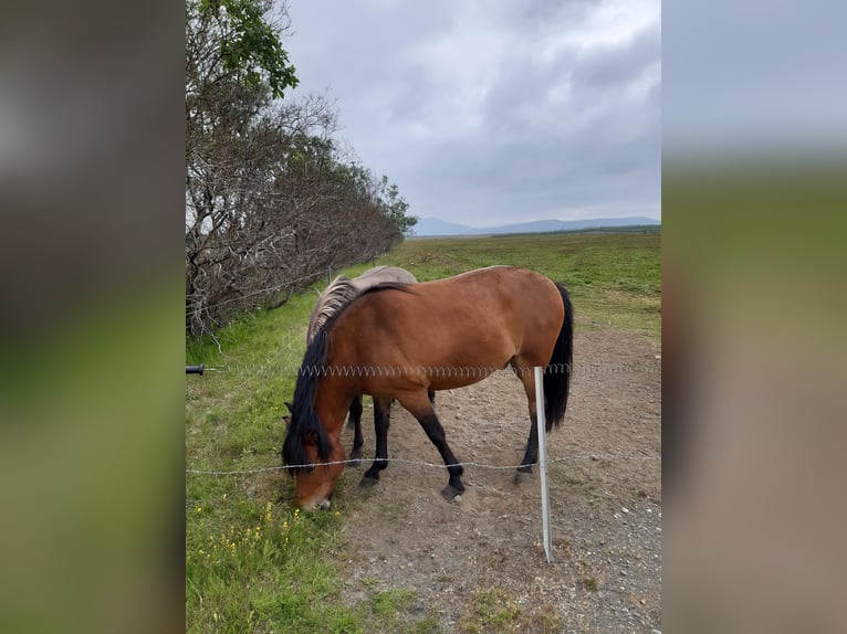 Icelandic Horse Gelding 7 years 14,1 hh Bay in Hellu