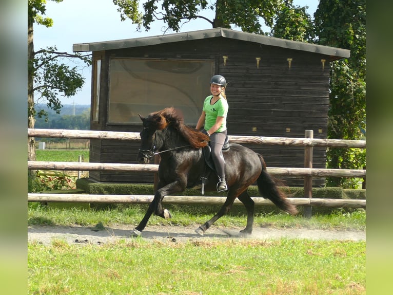 Icelandic Horse Gelding 7 years 14,1 hh Black in Euskirchen