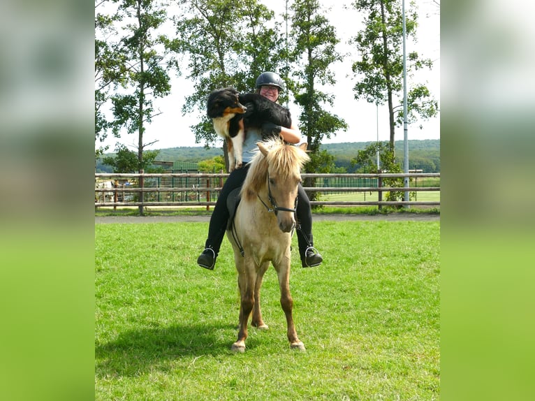 Icelandic Horse Gelding 7 years 14,1 hh Dun in Euskirchen