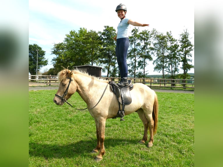 Icelandic Horse Gelding 7 years 14,1 hh Dun in Euskirchen