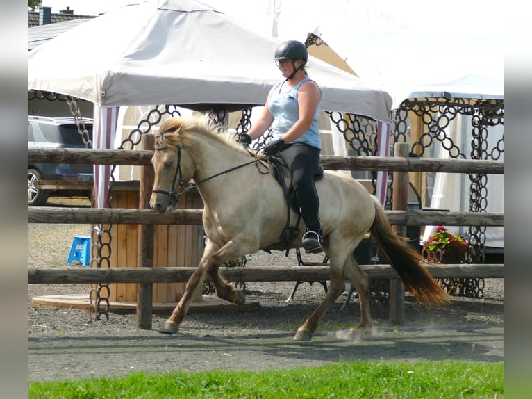 Icelandic Horse Gelding 7 years 14,1 hh Dun in Euskirchen