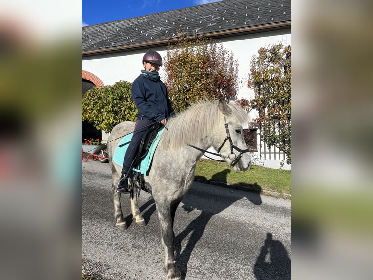 Icelandic Horse Gelding 7 years 14,1 hh Gray-Dapple in Feldkirchen an der Donau