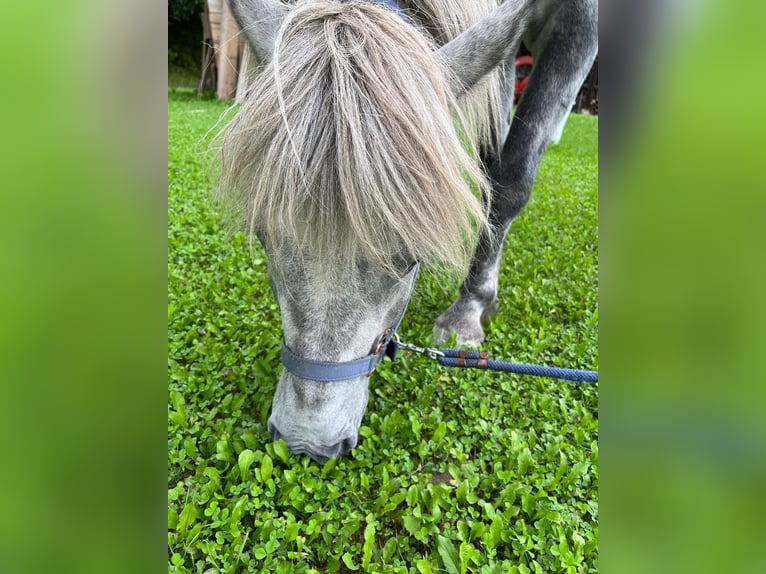 Icelandic Horse Gelding 7 years 14,1 hh Gray-Dapple in Feldkirchen an der Donau