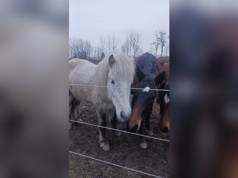 Icelandic Horse Gelding 7 years 14,1 hh Gray-Dapple in Feldkirchen an der Donau