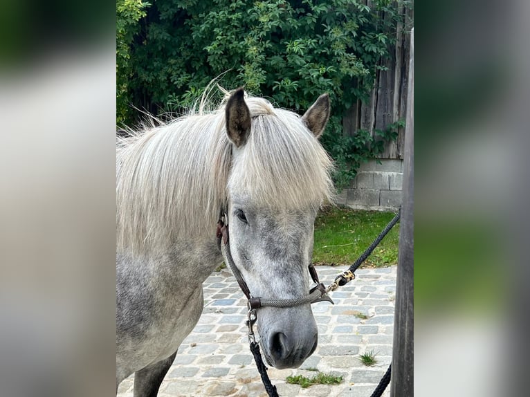 Icelandic Horse Gelding 7 years 14,1 hh Gray-Dapple in Feldkirchen an der Donau