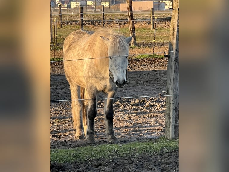 Icelandic Horse Gelding 7 years 14,1 hh Gray-Dapple in Feldkirchen an der Donau