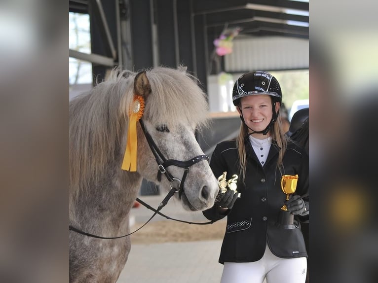 Icelandic Horse Gelding 7 years 14,1 hh Gray in Lehmrade