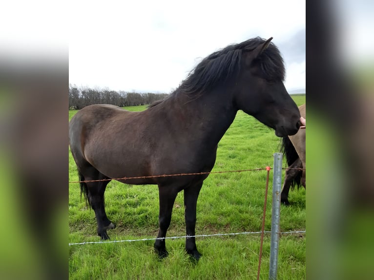 Icelandic Horse Gelding 7 years 14,2 hh Black in Hella