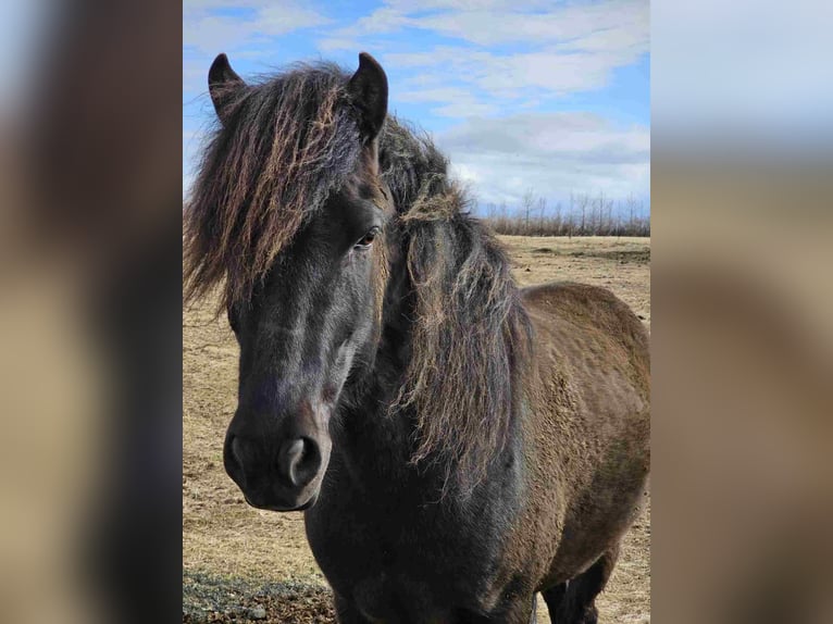 Icelandic Horse Gelding 7 years 14,2 hh Black in Hella