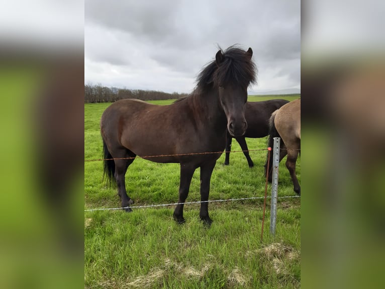Icelandic Horse Gelding 7 years 14,2 hh Black in Hella