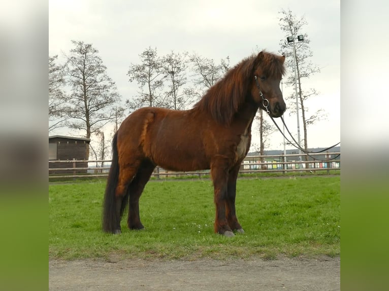 Icelandic Horse Gelding 7 years 14 hh Black in Euskirchen