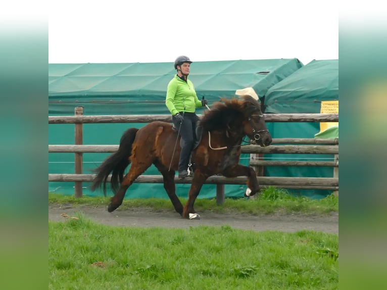 Icelandic Horse Gelding 7 years 14 hh Black in Euskirchen